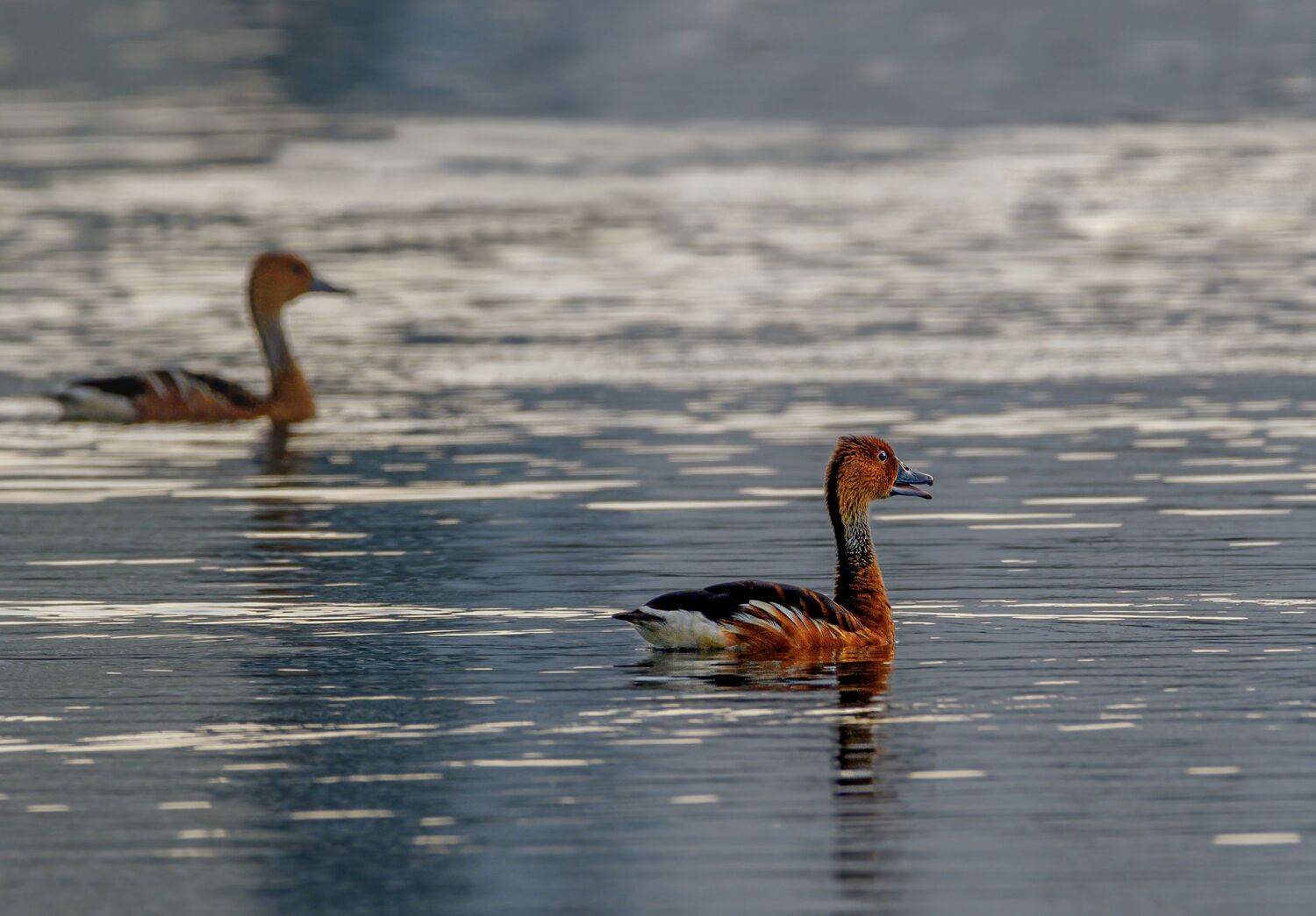 closeup, bird, birds, wild, wings, beauty, nature, swan, feather, spread, little sparrow,animal,animals,nikon,tailorbird,portrait,eyes,duck, G N RAJA