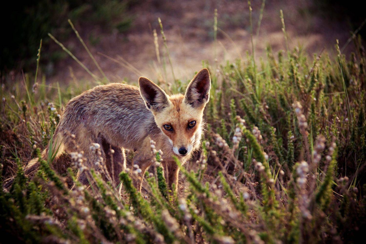 Animal;fox, Rozman Erik