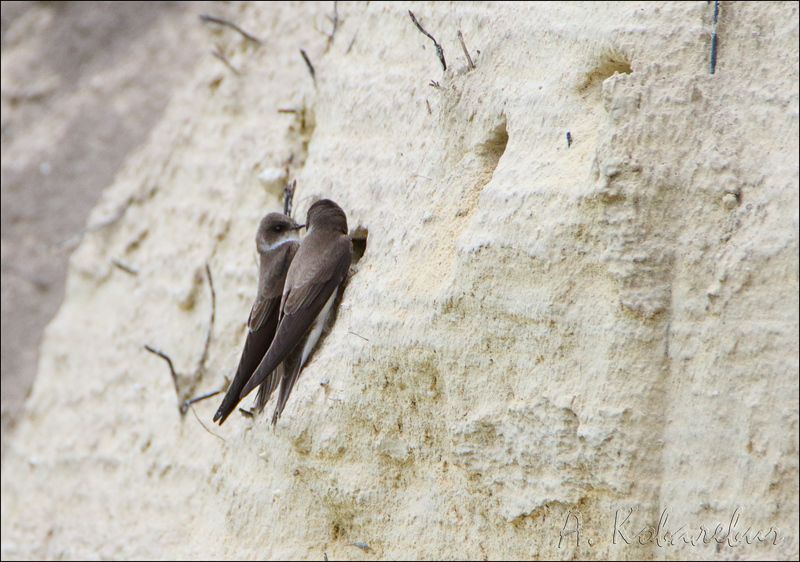 Ласточка береговушка фото превью