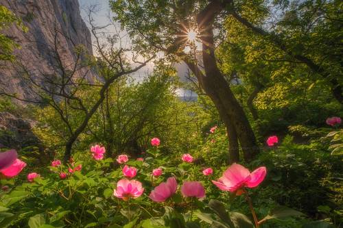 В сказочном лесу