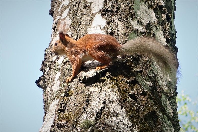 белка,берёза Эквилибристика фото превью
