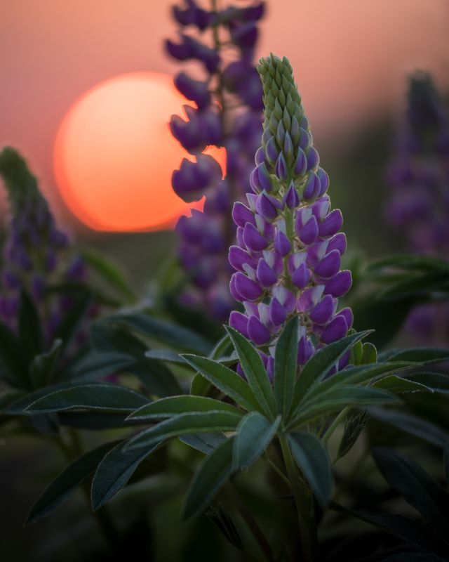 Цветное утро фото превью