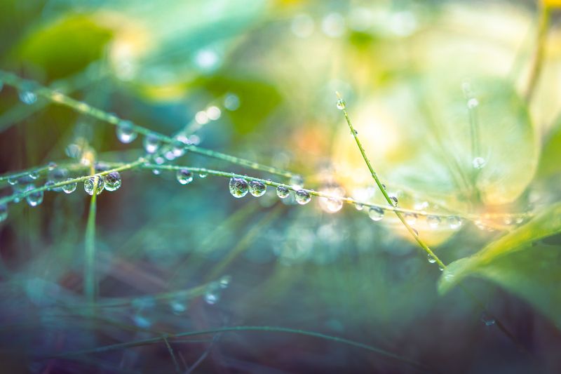 капли, дождь, трава, макро После дождика фото превью
