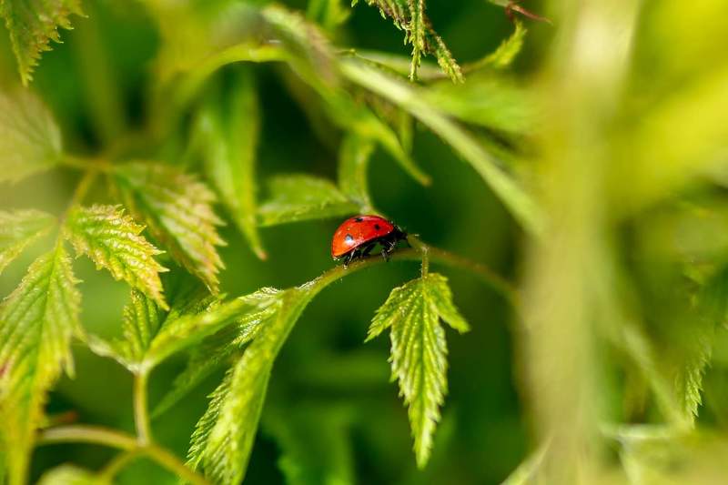 ladybug фото превью