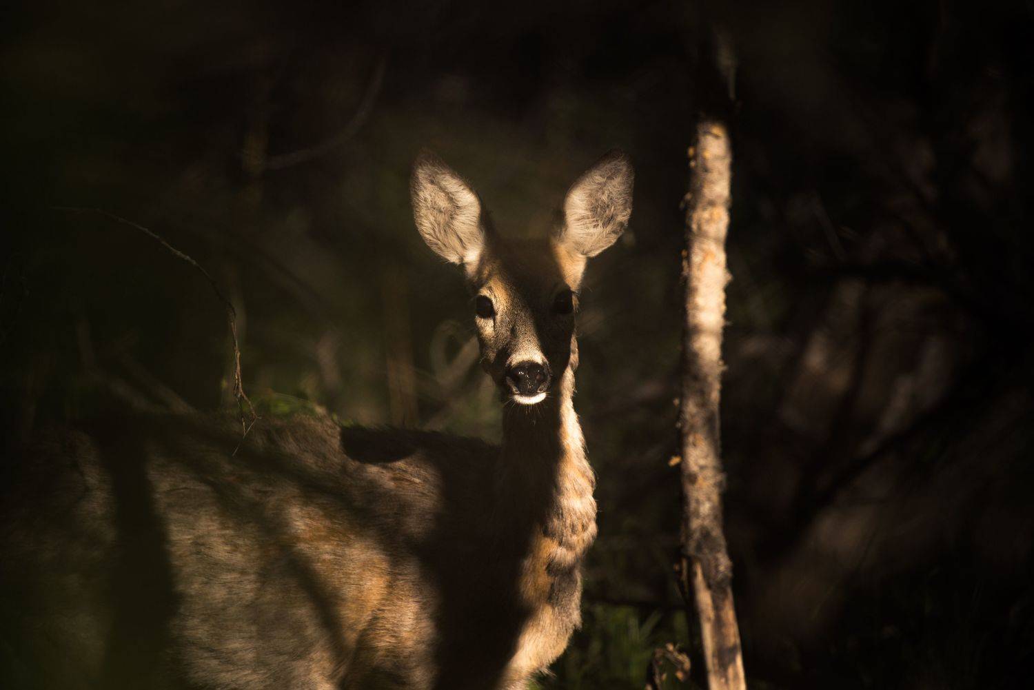 nikon d610,nikkor 200-500/5,6, Tihomir Petkov