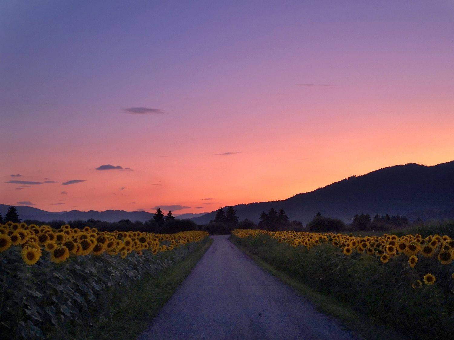 sunset, sunflowers, mmountains, austria, alps, Владимир Кетов