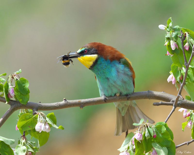 птицы щурки Об особенностях поведения в конфетно-букетный период этого сезона фото превью
