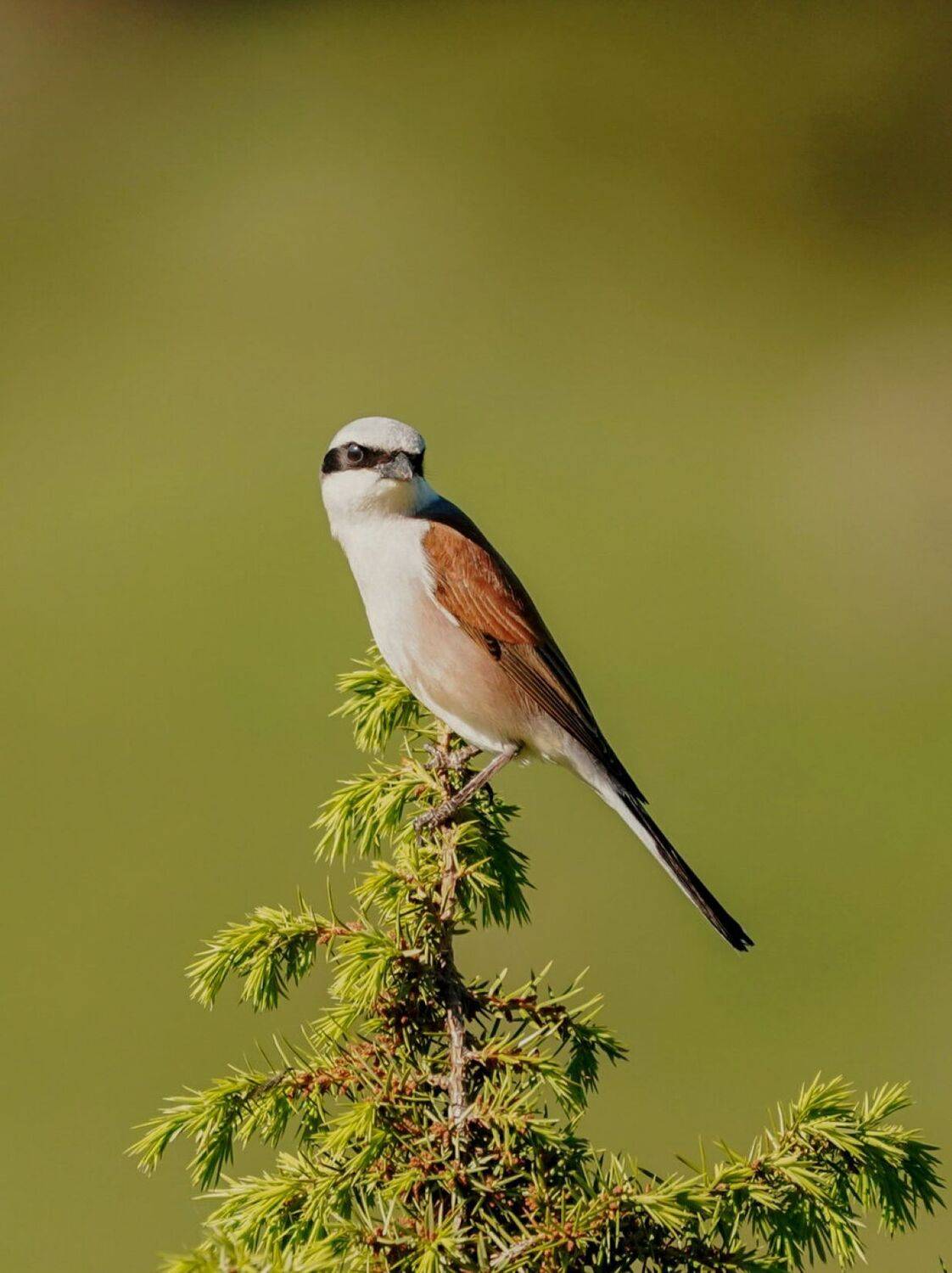 , Красимир Георгиев