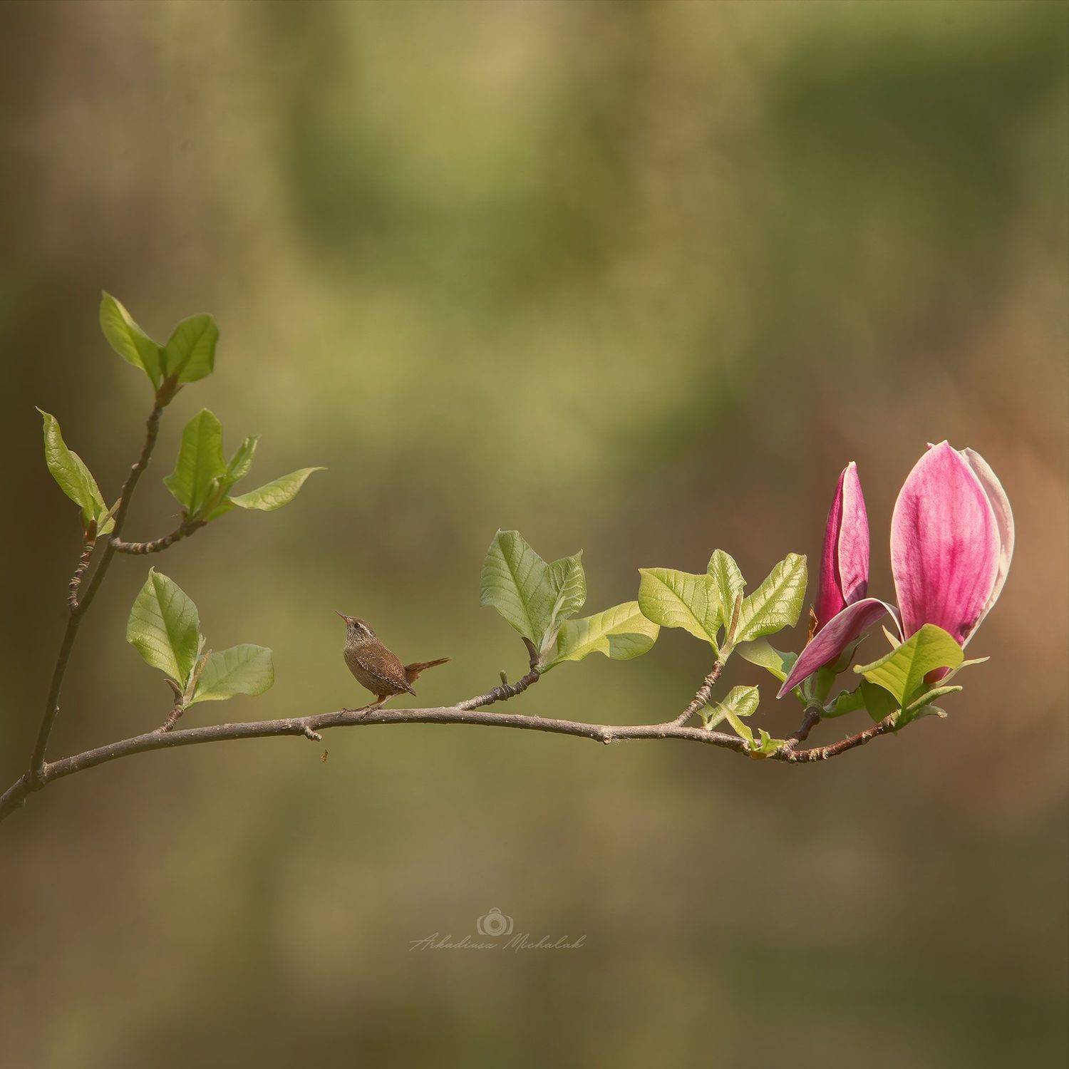 , Arkadiusz Michalak