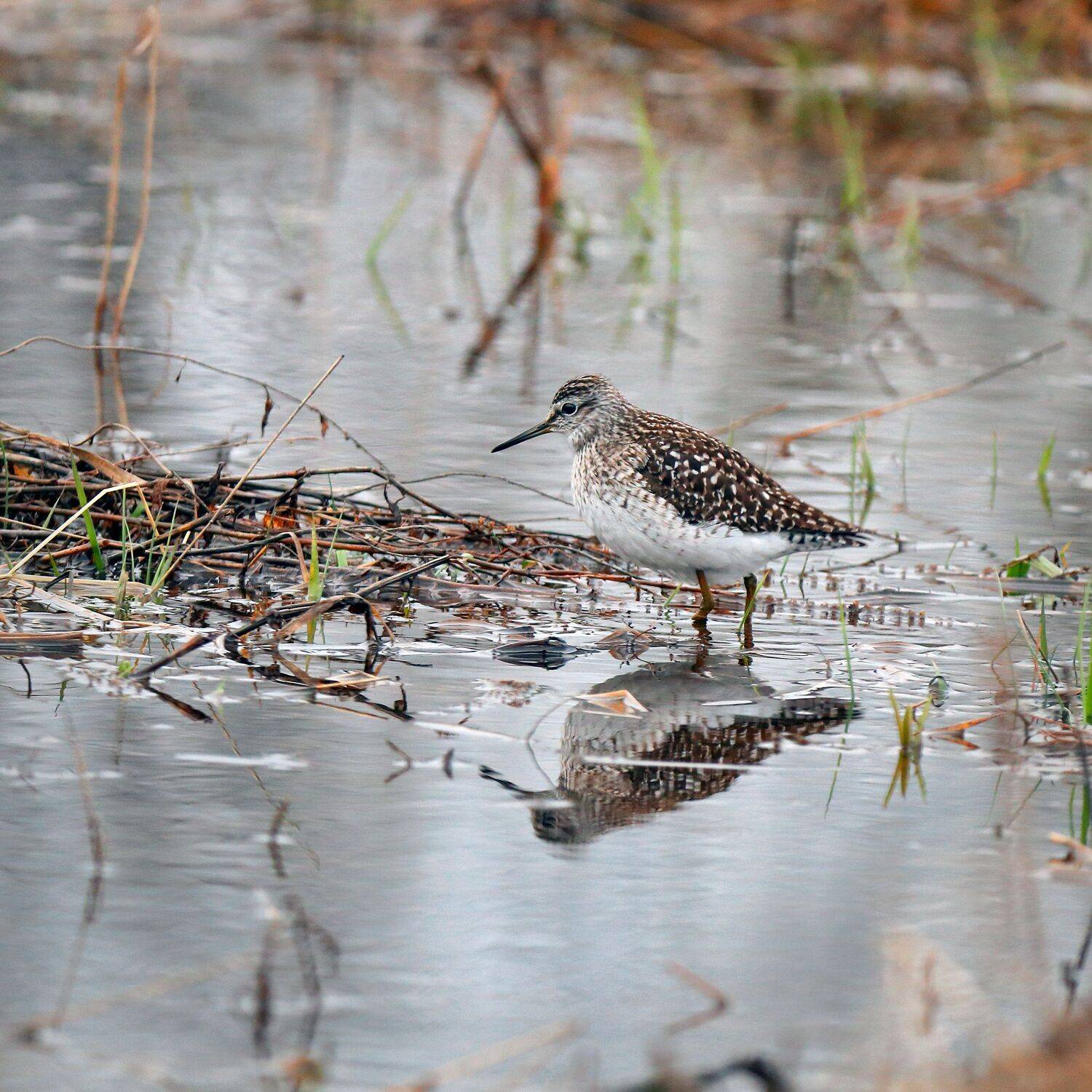 природа, весна, кулик, север, луг, трава, озеро, фифи, Титов Александр