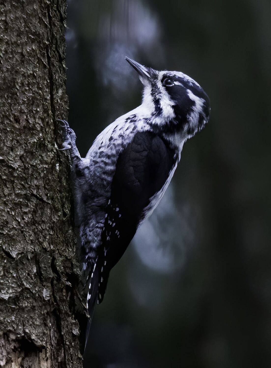 дятел, трехпалый дятел, Московская область, фотоохота, фото птиц, фото природы, birds, birdwatching, woodpecker, wildlife, Михаил Ездаков