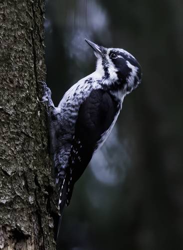 Трёхпалый дятел