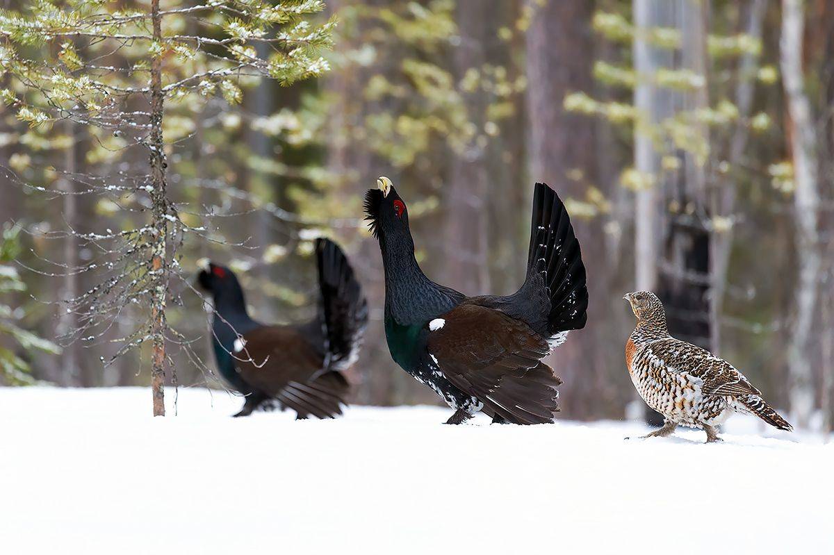 , Калинин Михаил