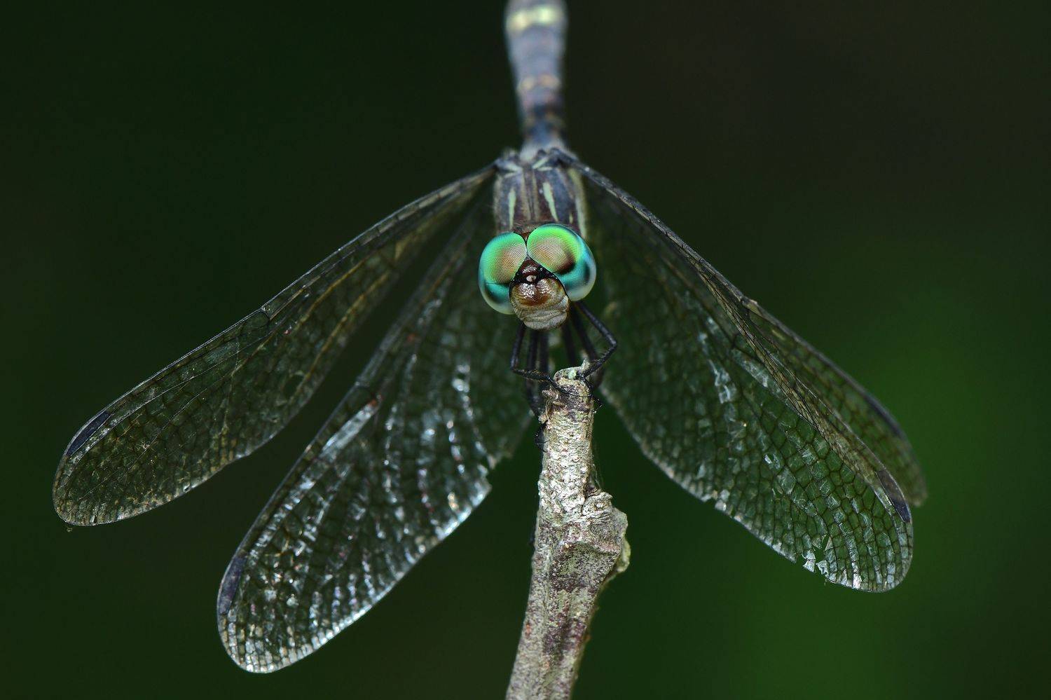 denis moura, mogi das cruzes, brasil, lib&eacute;lula, Moura Denis
