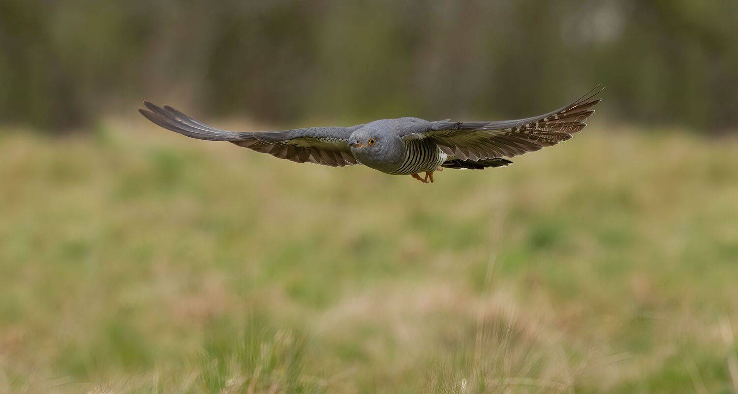 Cuckoo, Birds, Nature, Wildlife, Action, Flight, MARIA KULA