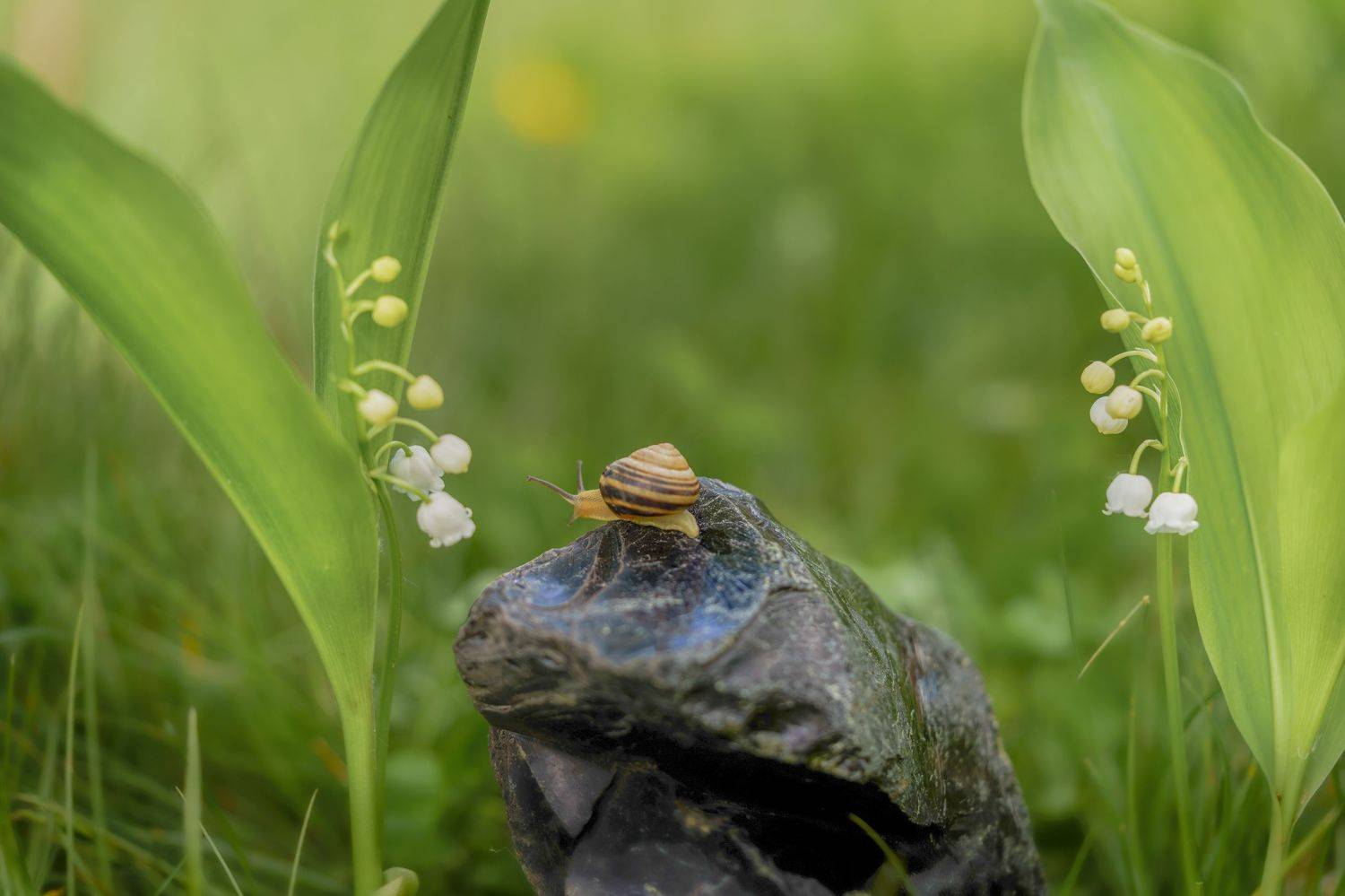 , Семенко Александр
