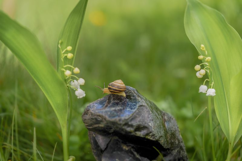 Ландышевый лес фото превью