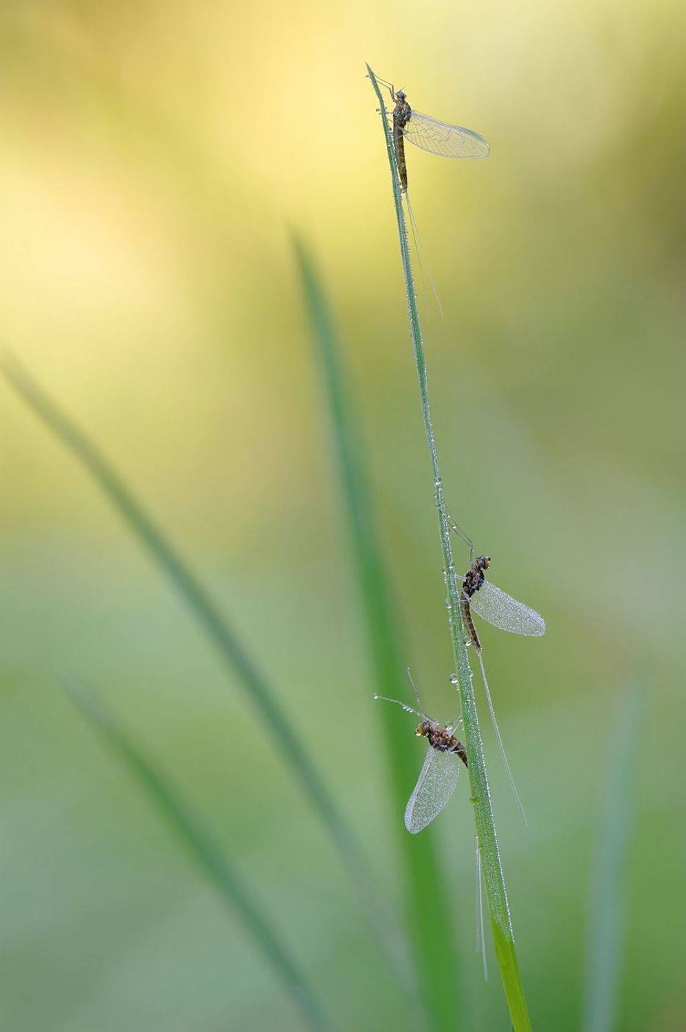 Утро., Андрей Чистяков.
