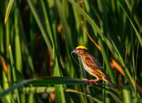 Baya Weaver
