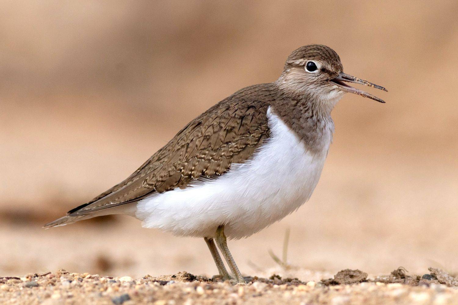 перевозчик, кулик, птица, фотоохота, birds,, Павел Краснослободцев
