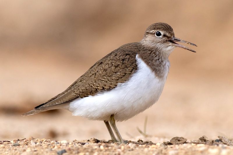 Перевозчик фото превью