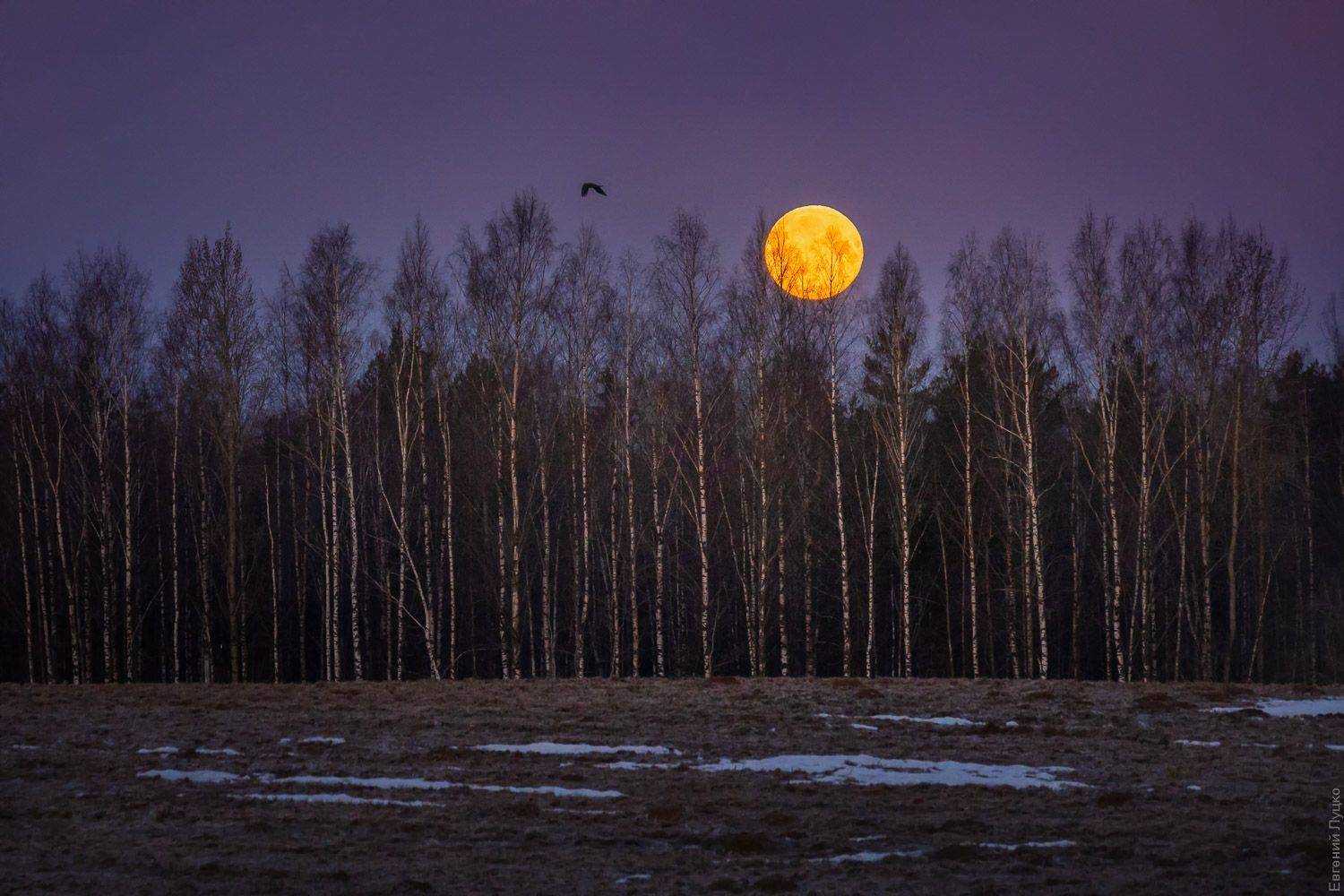 , Евгений Луцко