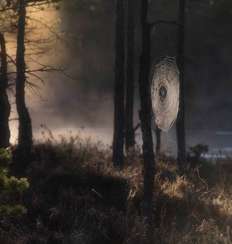 Паутиновое время