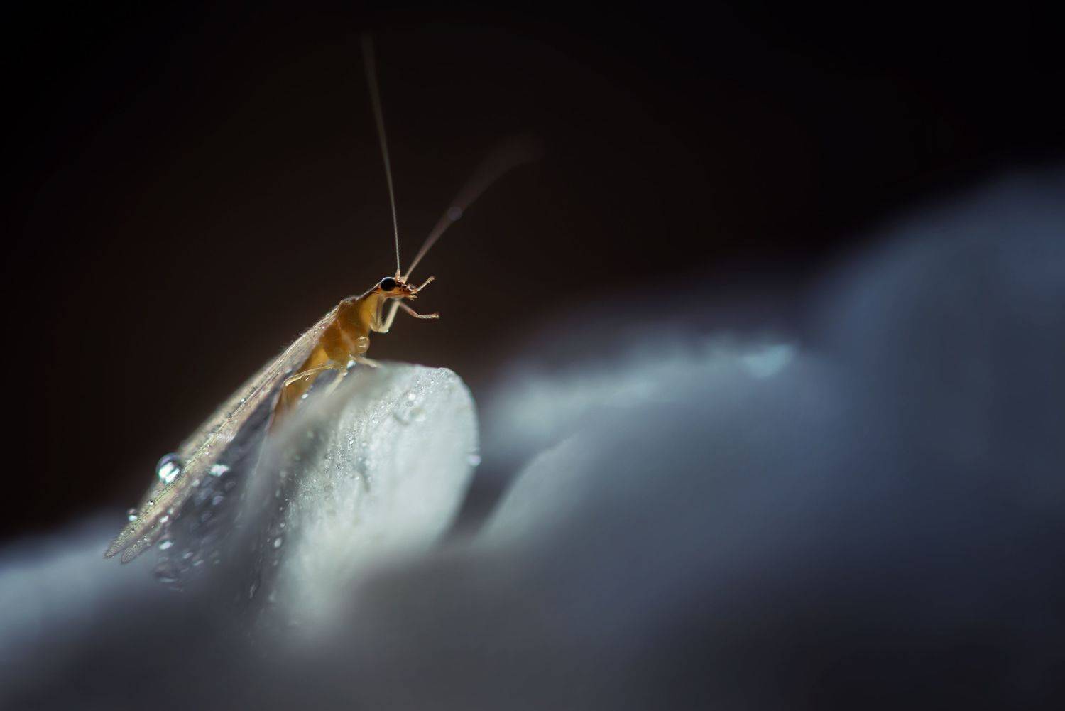 , Анастасия Думинская