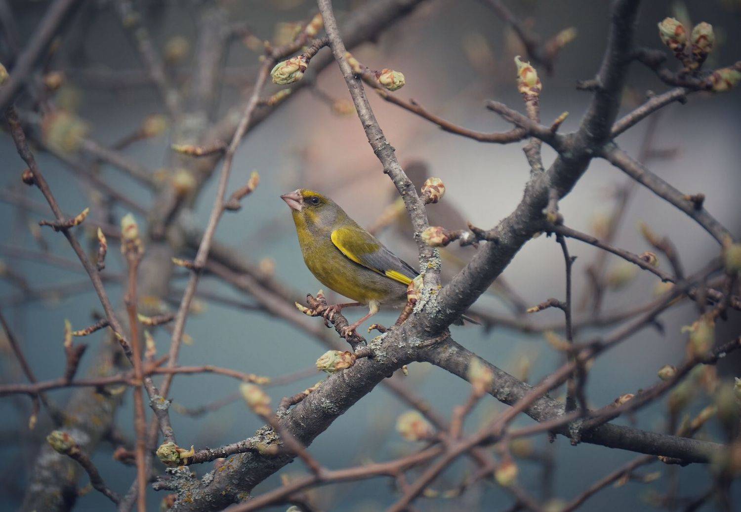, Андрей Лабутин
