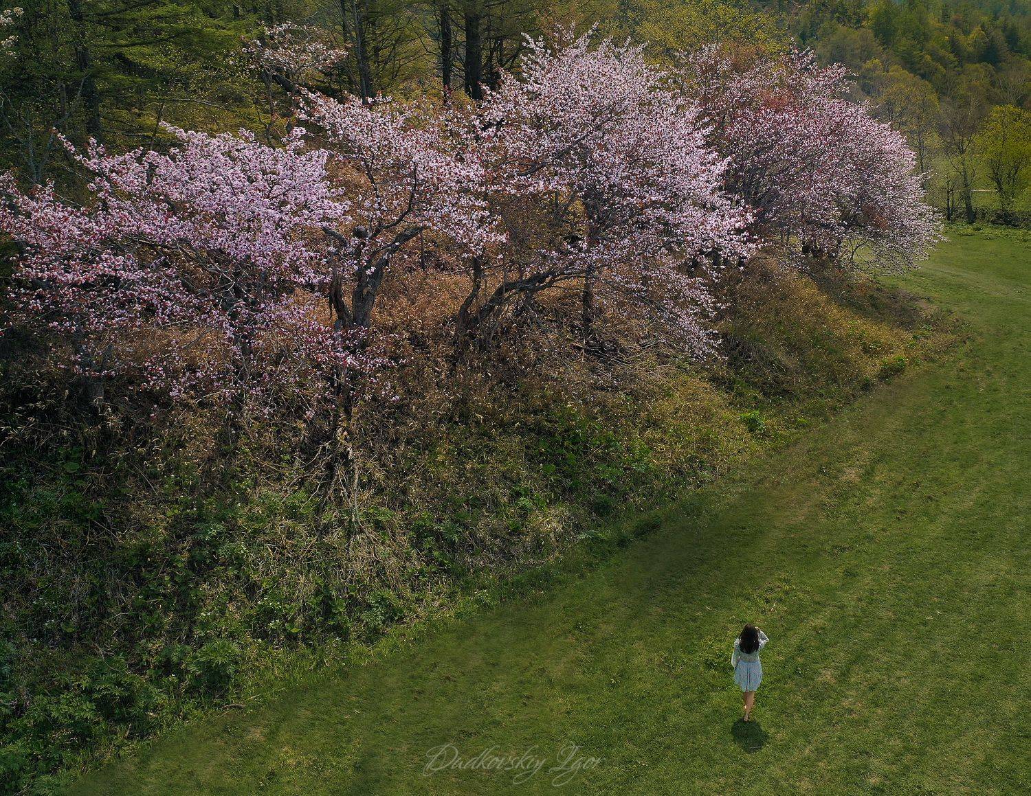 сакура, Игорь Дудковский