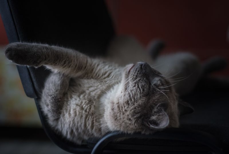 кот коте животные домашние кот фото превью