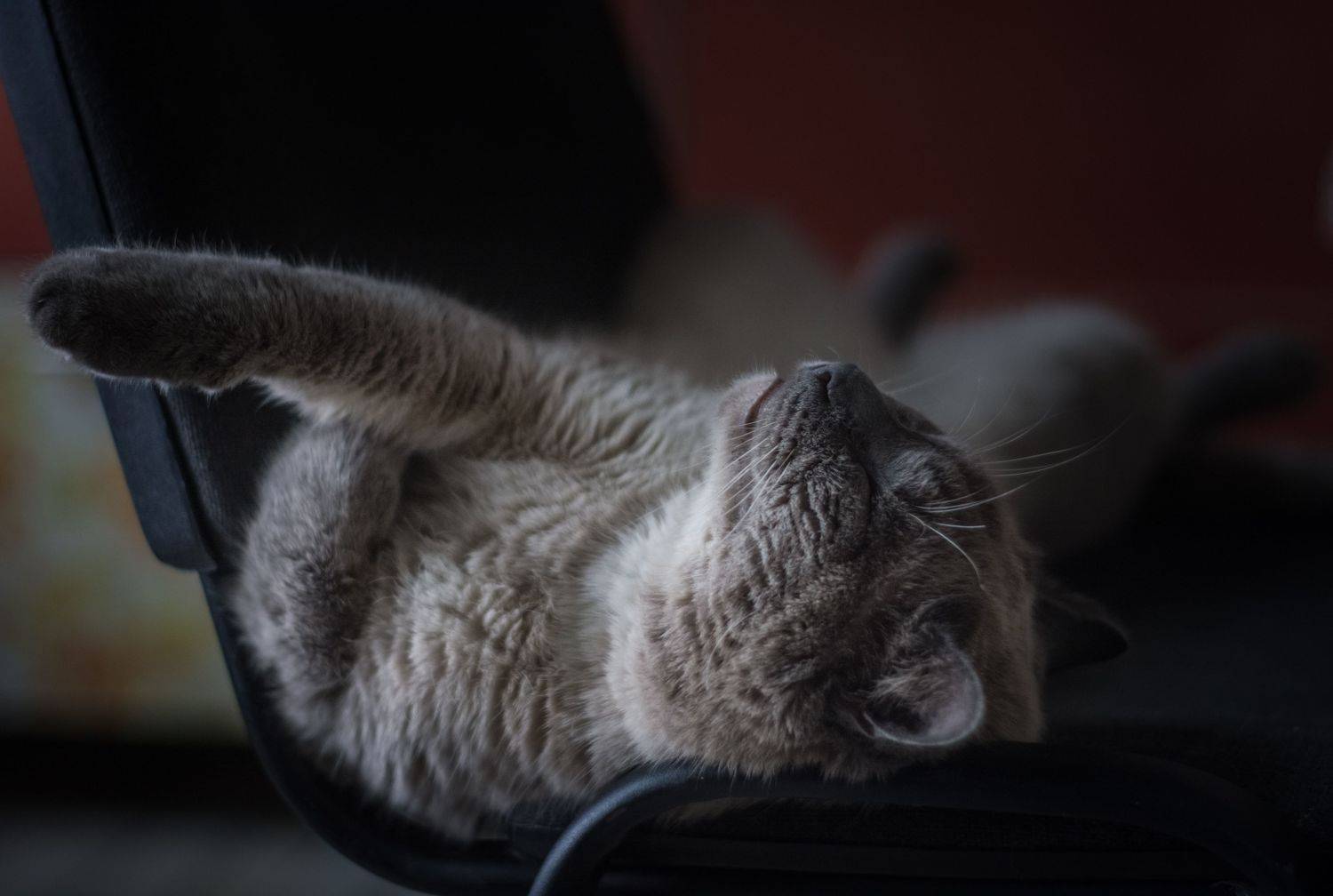 кот коте животные домашние, Елена Плотникова