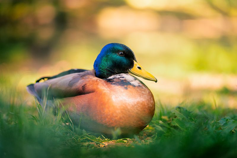 widlife, duck, animal, nature Duck фото превью