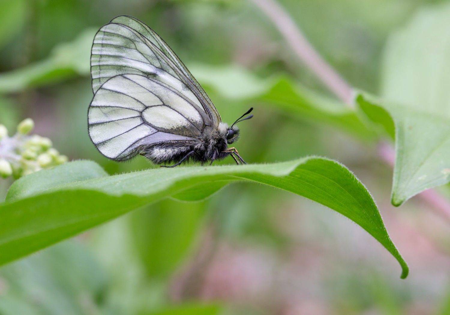 аполлон штуббендорфа parnassius stubbendorffii, Евгений Слободской