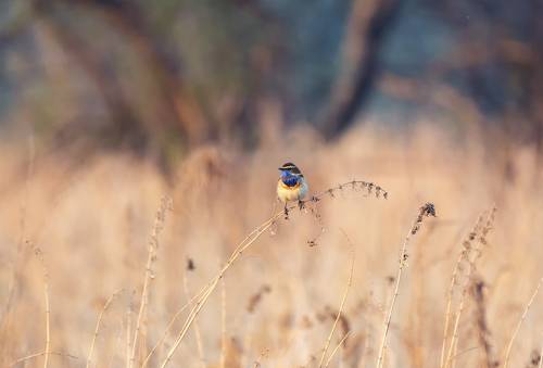 на вечерней зорьке ..
