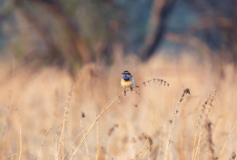 птица, варакушка, самец, зорька, вечер, на вечерней зорьке .. фото превью