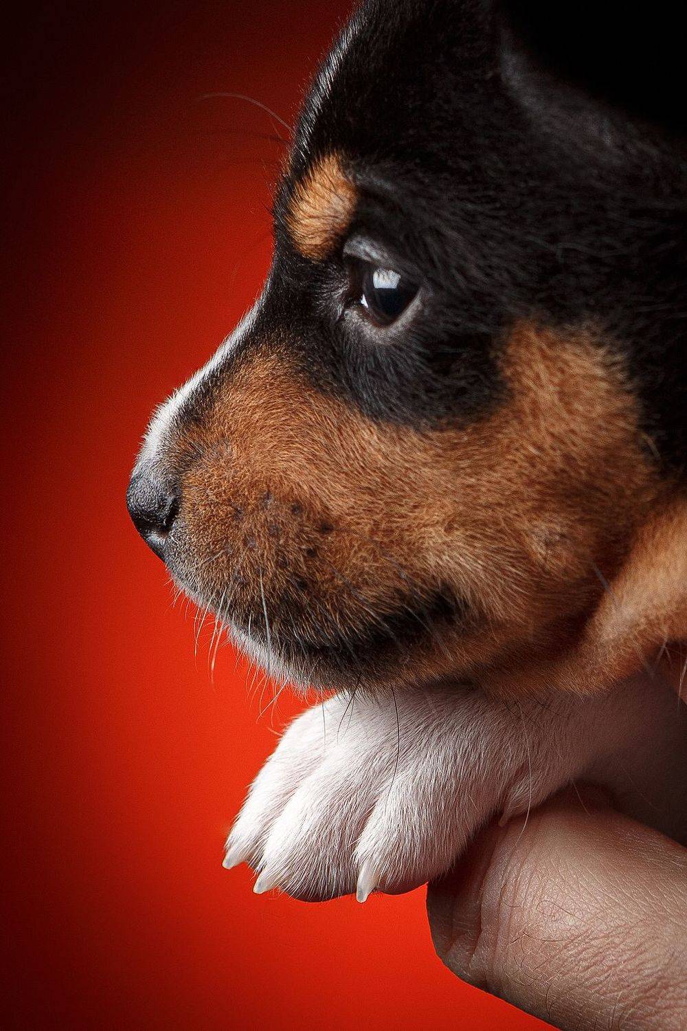 basenji, pets, dog, dogs, animals, щенок, басенджи, собака, собаки, домашние животные, Иван Вострецов