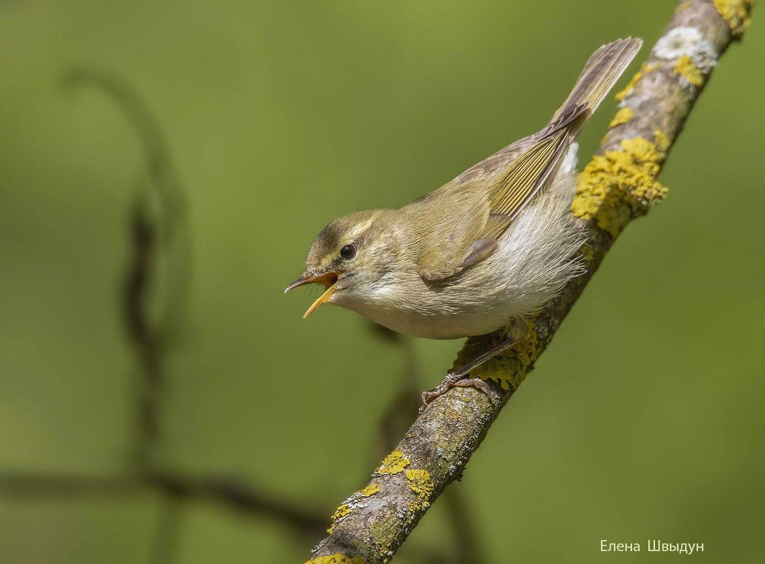 bird of prey, animal, birds, bird,  animal wildlife,  nature,  animals in the wild, greenish warbler, зелёная пеночка, птицы, птица, Елена Швыдун