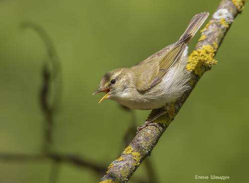 Greenish warbler