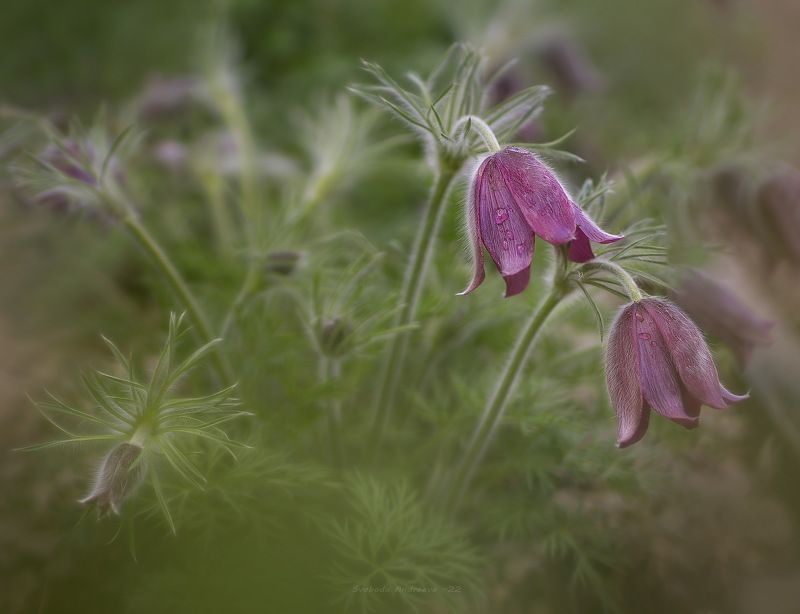 во сне* фото превью