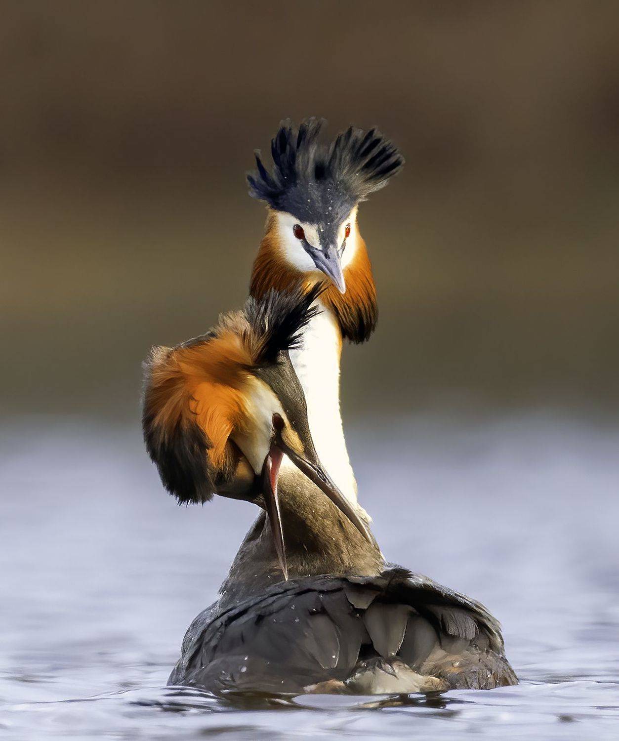 танец, природа, вечер, чомга, птицы, фотоохота, birdwatching. wildlife, birds, Михаил Ездаков