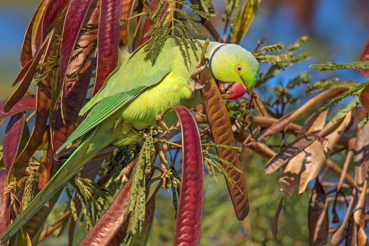, Людмила Бекман