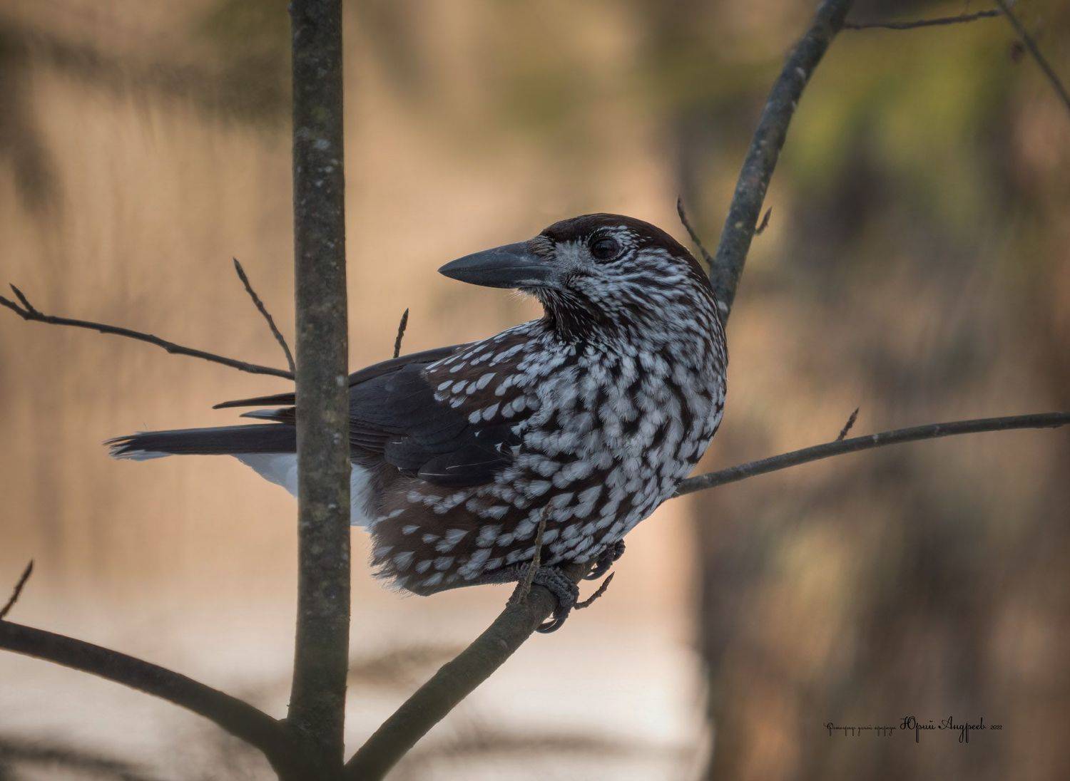 кедровка, ореховка, Юрий Андреев