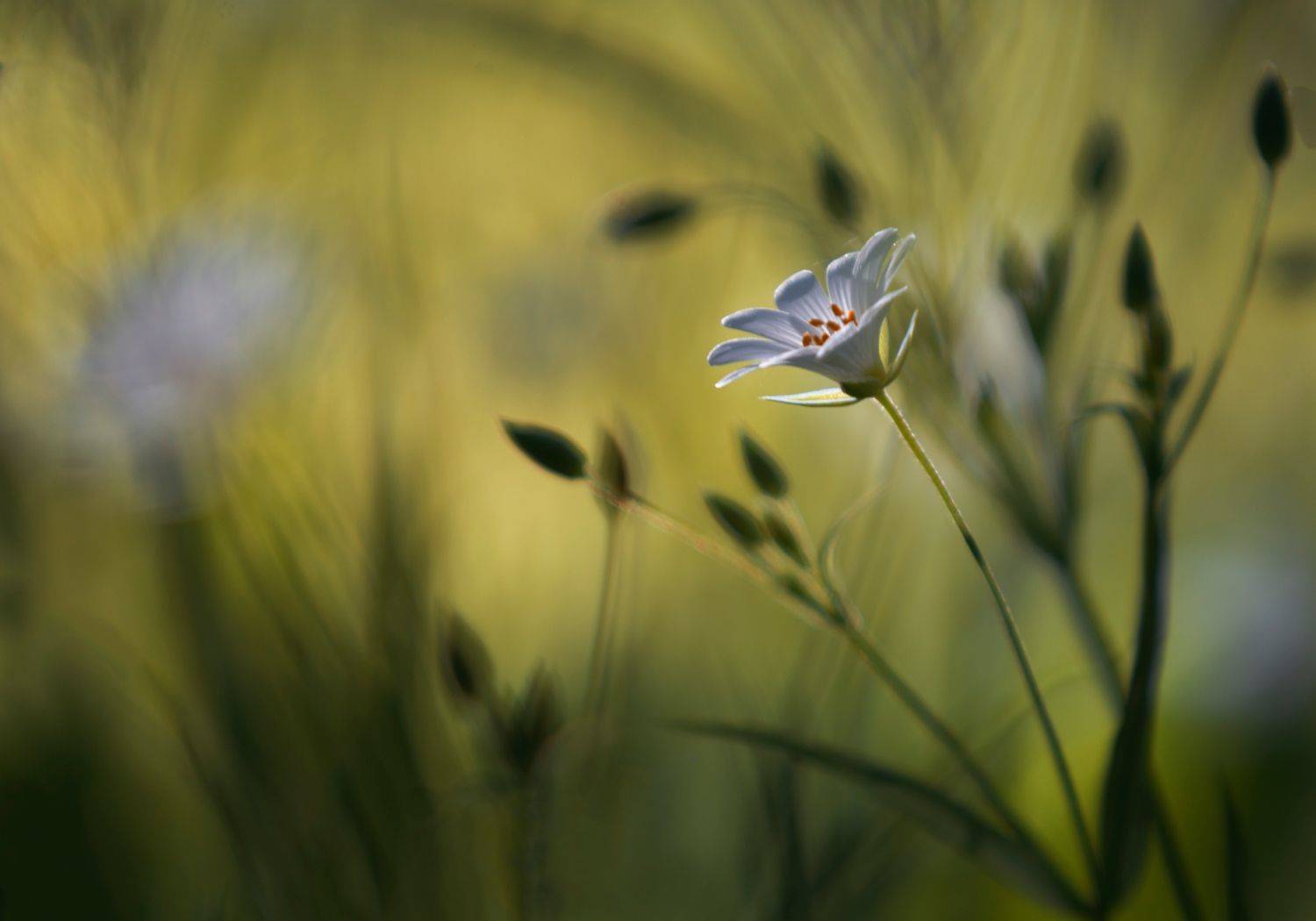 , Баранов Олег