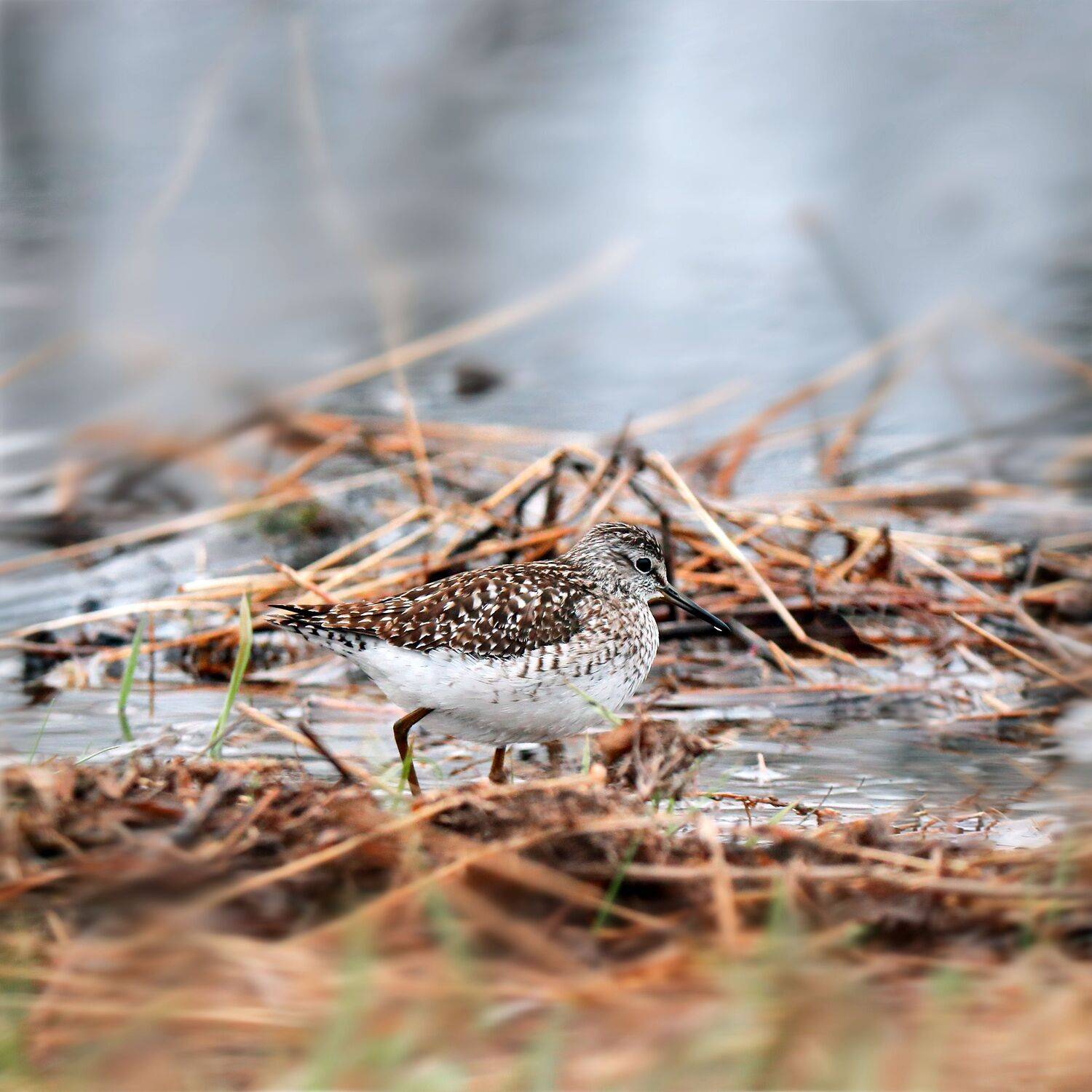 природа, весна, луг, север, птицы, кулики, фифи, Титов Александр