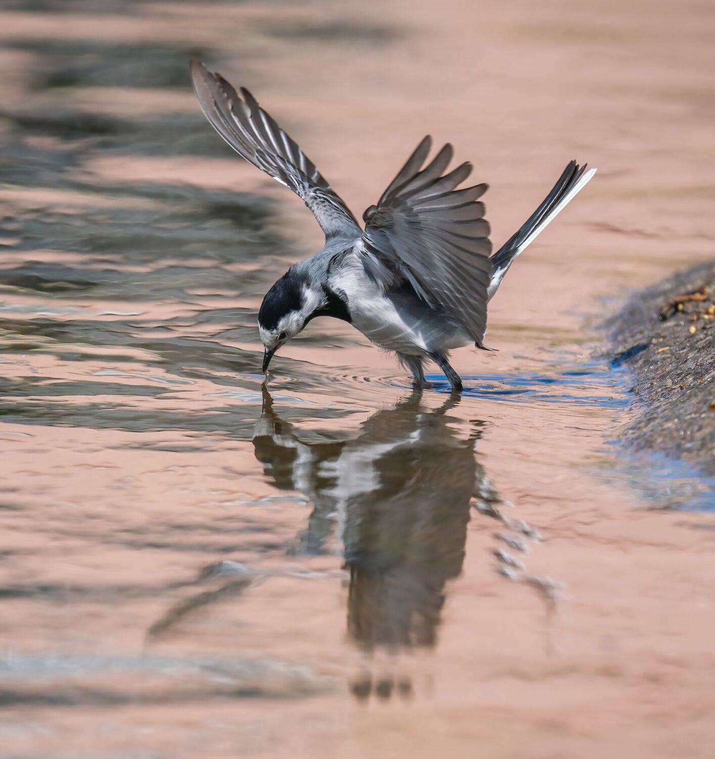 , Константин Дэм