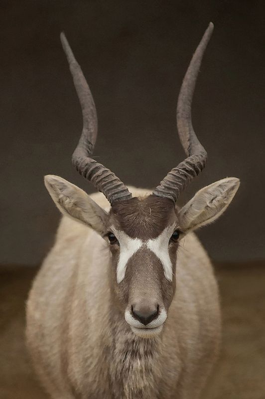 Addax фото превью