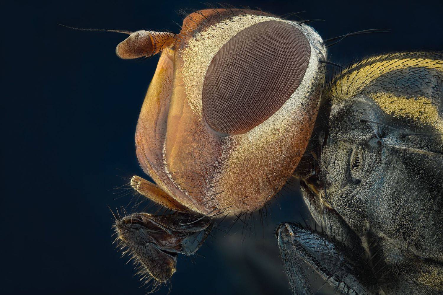 ceclii, macro, Tsvetan Ganev