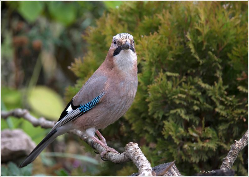 птица,сойка Сойка фото превью