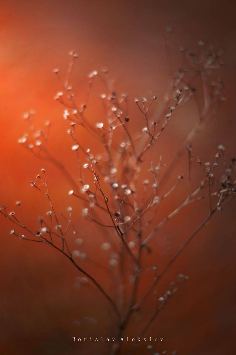 plant,orange,nature,light,exterior,fujifilm,zenit,helios,bokeh, Борислав Алексиев